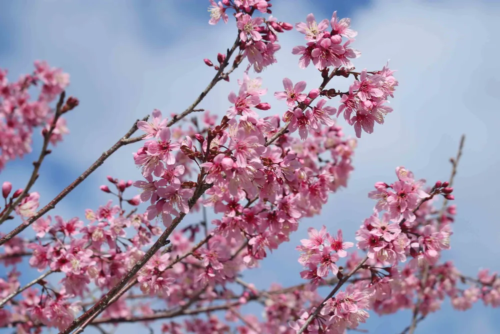 Đốt lửa, đổ nước nóng vào gốc, 100 cây mai anh đào vẫn không nở đúng ngày khai hội ảnh 1