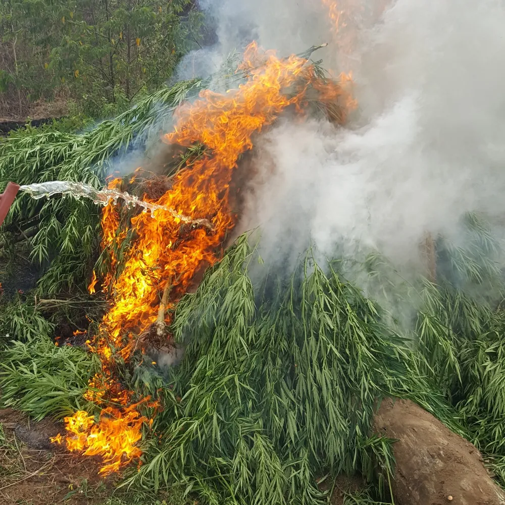 Phát hiện vụ trồng hơn 7.000 cây cần sa trái phép ảnh 1