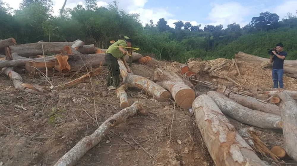 Hiện trường vụ phá rừng