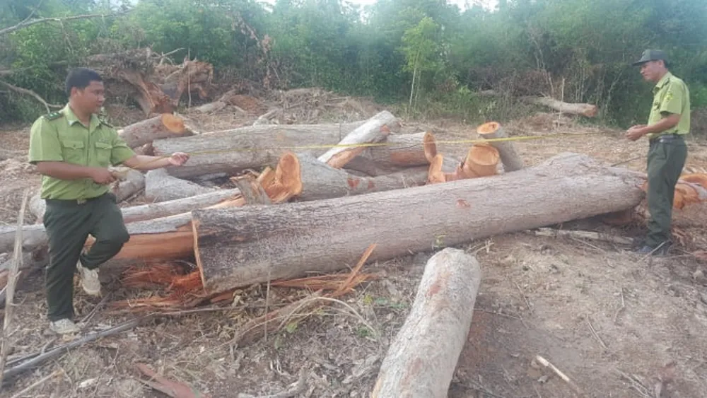 Ngang nhiên đưa máy cưa phá trắng gần 1ha rừng ảnh 1