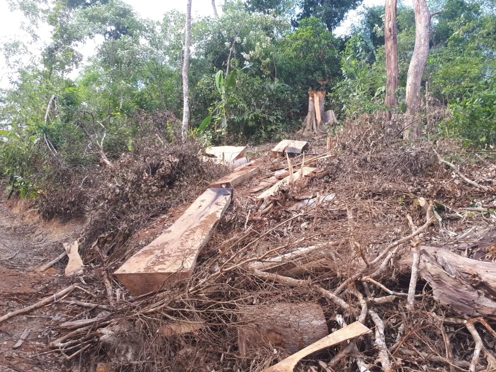 Ngang nhiên đưa máy cưa phá trắng gần 1ha rừng ảnh 2