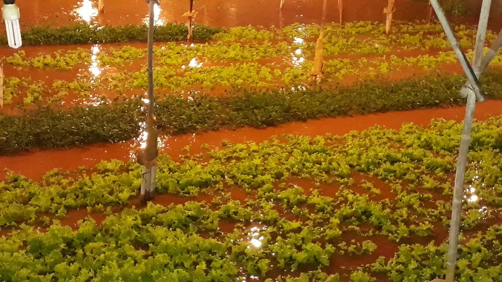 Mưa lớn khiến nhiều vườn rau của người dân phường 9, TP Đà Lạt bị ngập