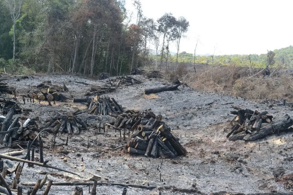 Kỷ luật chủ tịch công ty lâm nghiệp để mất rừng ảnh 1