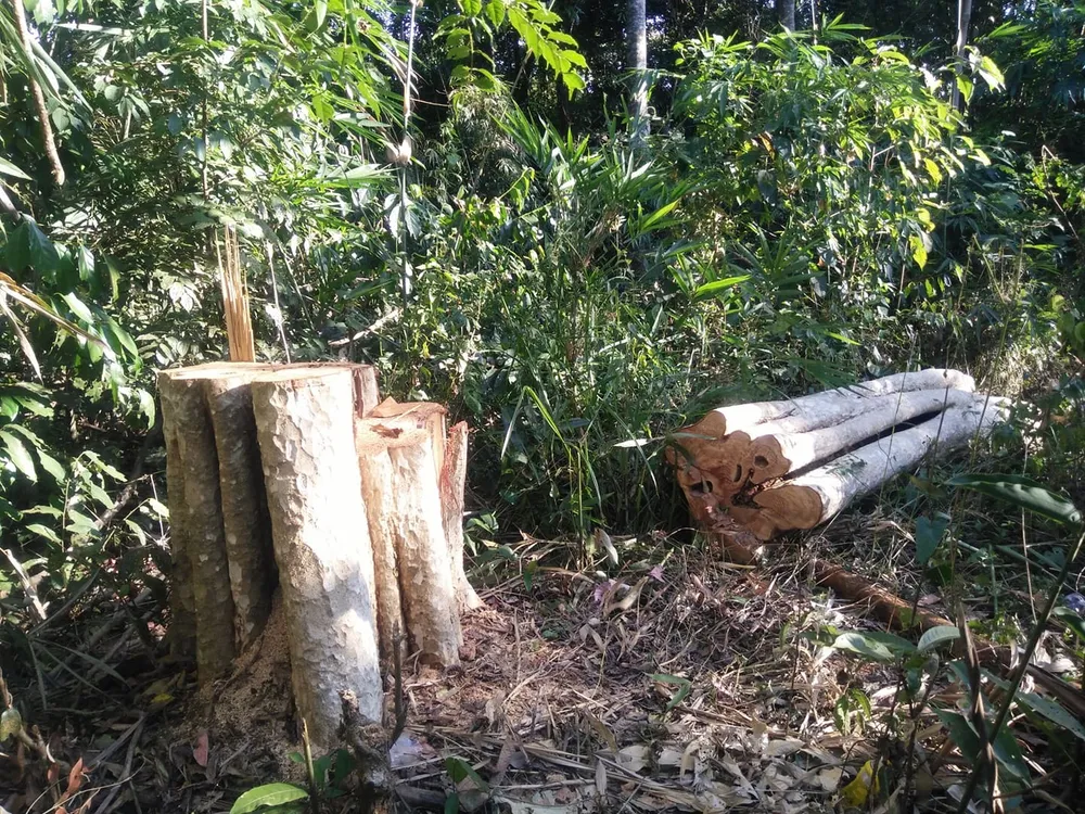 Khởi tố vụ phá rừng quy mô lớn ở Đắk Nông ảnh 1