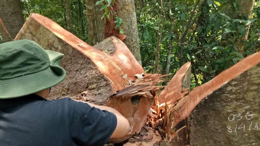 Phát hiện vụ phá rừng quy mô lớn ở Đắk Lắk ảnh 1