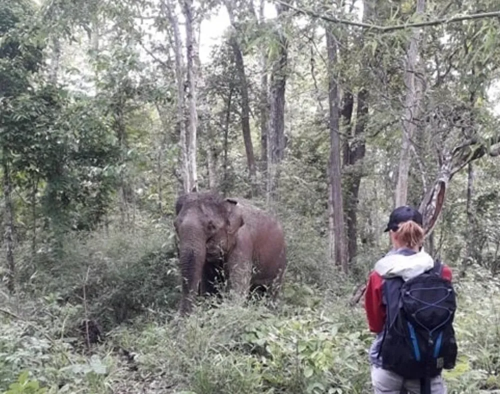 Hai chú voi nhà được đưa về rừng tự nhiên ảnh 4