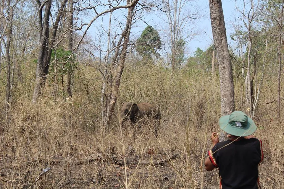 Hai chú voi nhà được đưa về rừng tự nhiên ảnh 5