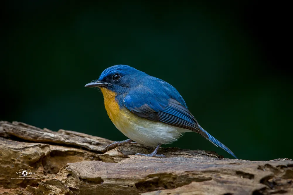 dop-ruoi-hong-vang-indochinese-flycatcher-1898-1787.jpeg