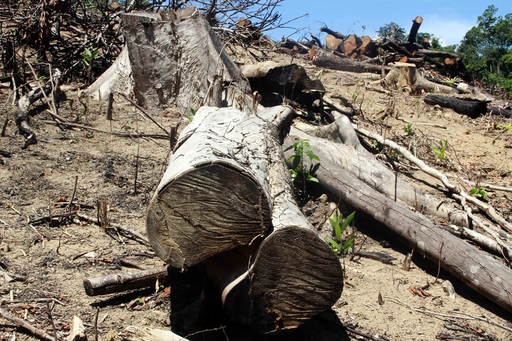 Khởi tố vụ án tàn phá trên 43ha rừng tự nhiên ở Bình Định ảnh 1