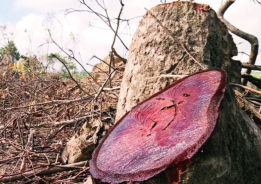 Làm rõ vụ cán bộ xã lợi dụng dự án Flitch hạ gỗ rừng tự nhiên ảnh 2