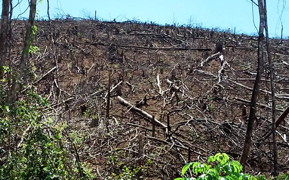 Rừng lại "biến mất" ở Bình Định: Trách nhiệm lớn nhất thuộc về chủ rừng ảnh 4