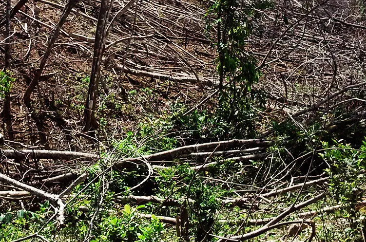 Rừng lại "biến mất" ở Bình Định: Trách nhiệm lớn nhất thuộc về chủ rừng ảnh 5