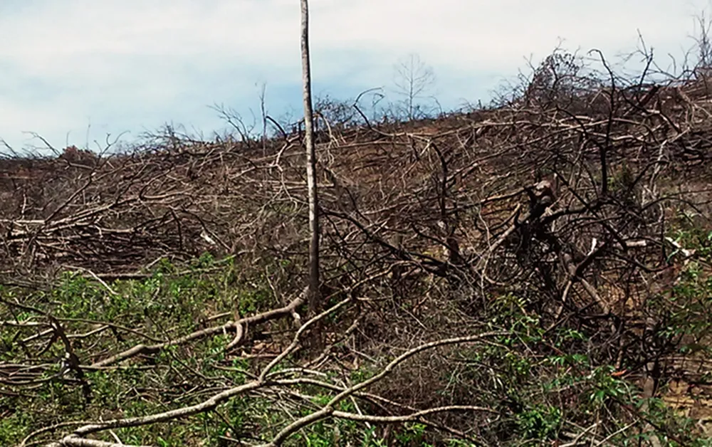 Rừng lại "biến mất" ở Bình Định: Trách nhiệm lớn nhất thuộc về chủ rừng ảnh 7