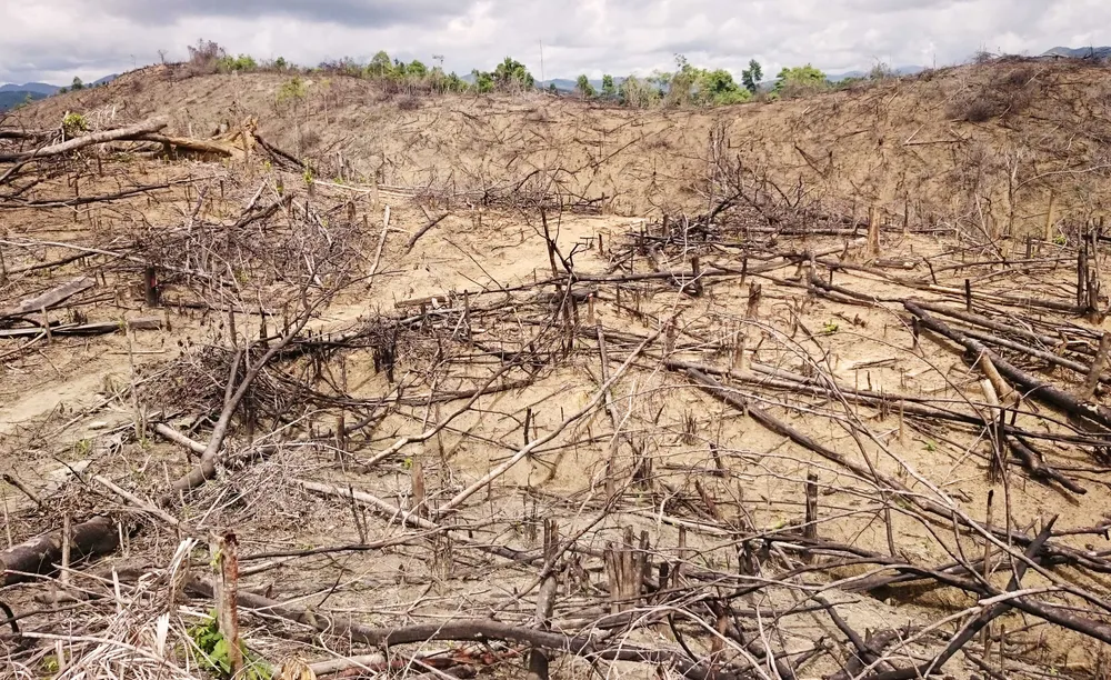 Rừng lại "biến mất" ở Bình Định: Trách nhiệm lớn nhất thuộc về chủ rừng ảnh 8