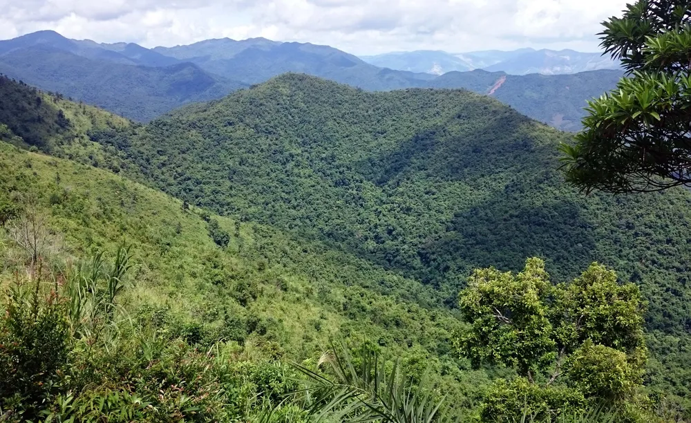 Rừng lại "biến mất" ở Bình Định: Trách nhiệm lớn nhất thuộc về chủ rừng ảnh 9