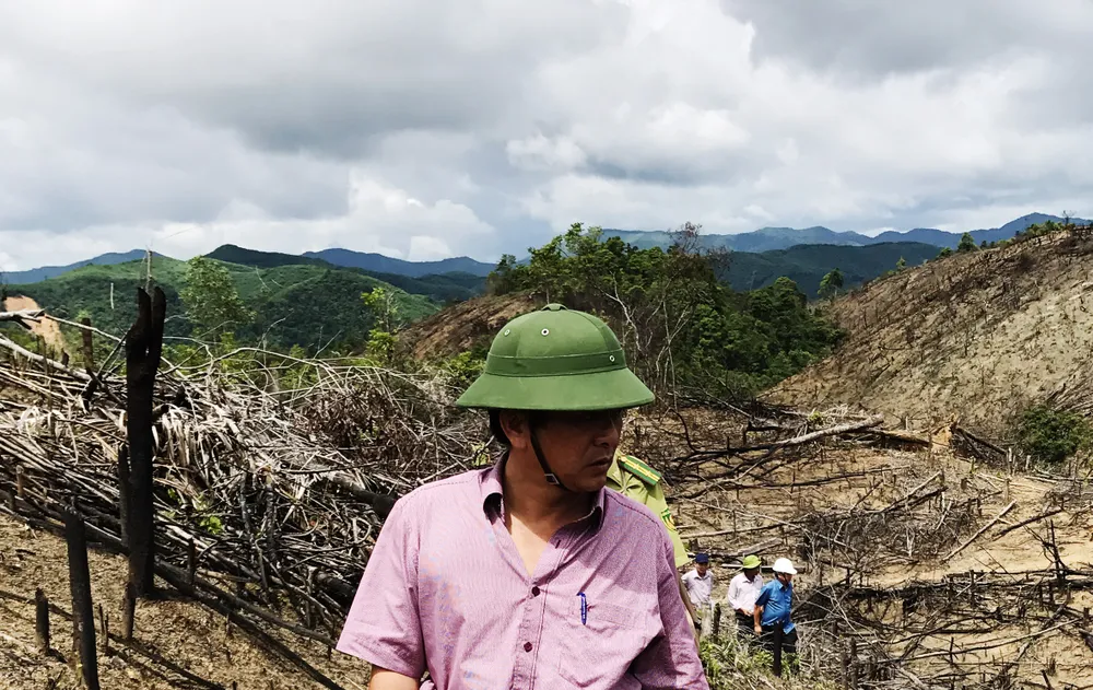 Rừng lại "biến mất" ở Bình Định: Trách nhiệm lớn nhất thuộc về chủ rừng ảnh 10
