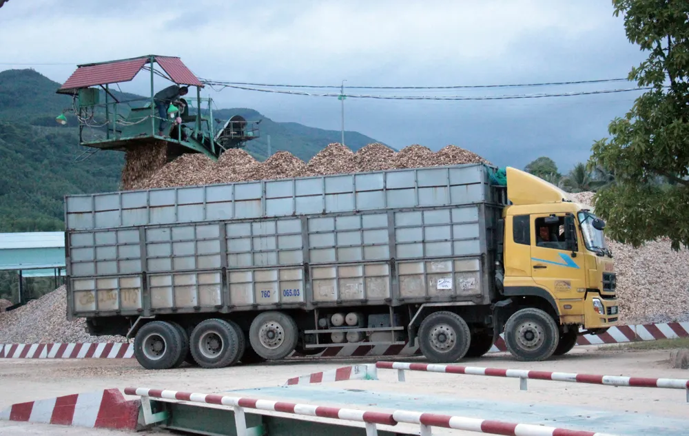 Bắt nghi phạm chủ mưu vụ phá 61ha rừng tự nhiên ở Bình Định ảnh 3