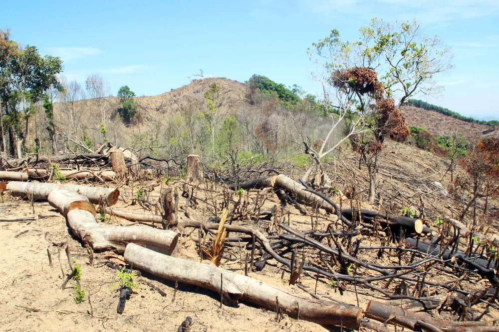 Bắt nghi phạm chủ mưu vụ phá 61ha rừng tự nhiên ở Bình Định ảnh 1
