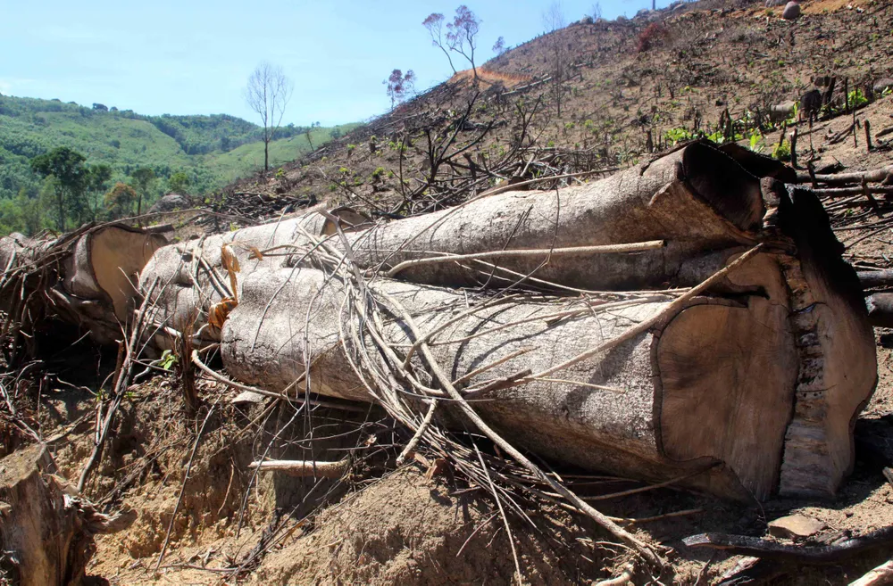 Bắt nghi phạm chủ mưu vụ phá 61ha rừng tự nhiên ở Bình Định ảnh 2