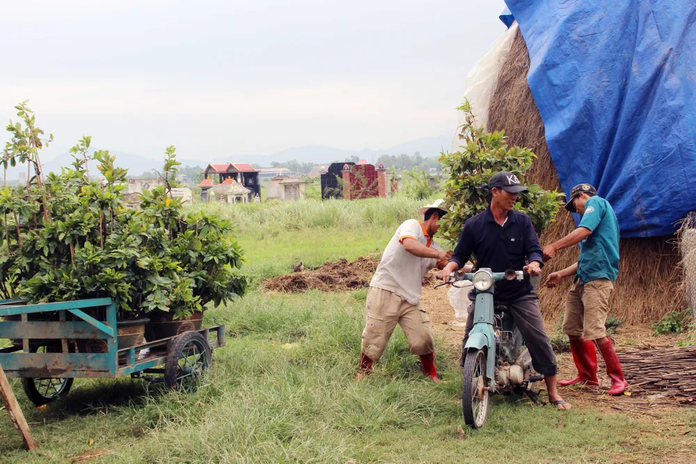 22 tàu cá Bình Định đang “chạy” bão số 12 ở ngoài biển ảnh 1