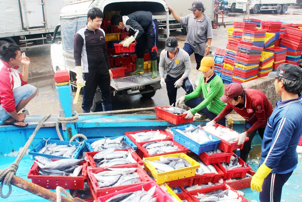 Ngư dân Bình Định trúng đậm vụ cá đầu năm ảnh 5