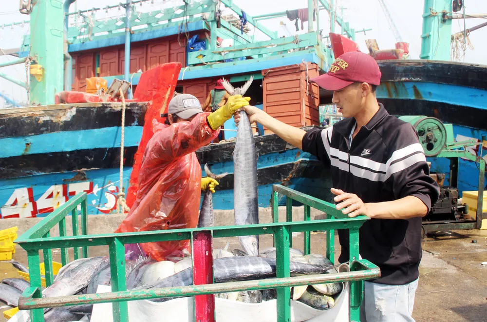 Ngư dân Bình Định trúng đậm vụ cá đầu năm ảnh 4