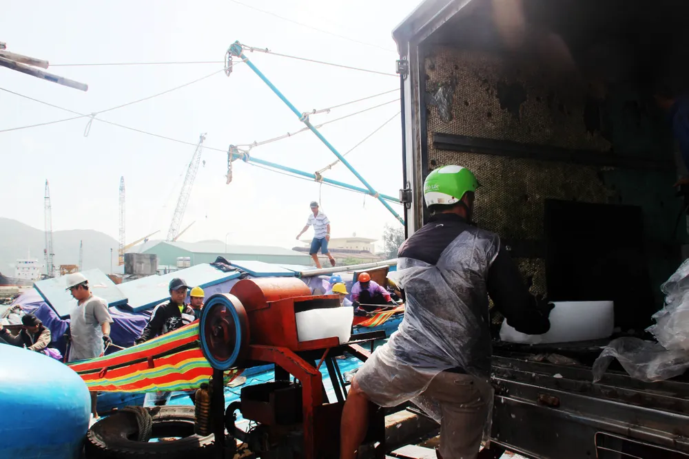 Ngư dân Bình Định trúng đậm vụ cá đầu năm ảnh 7