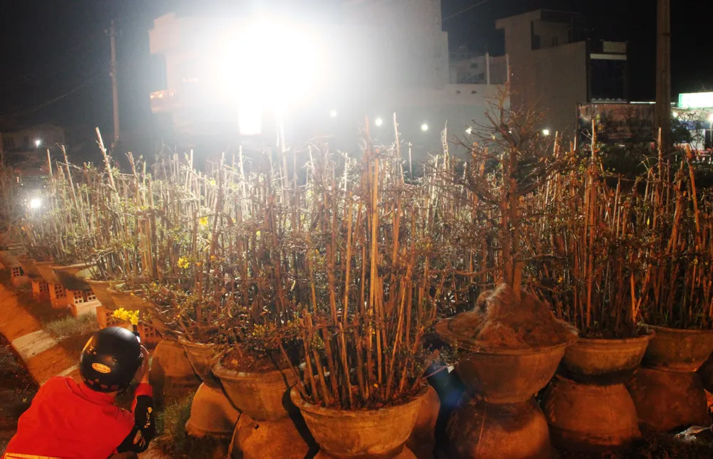 Chủ mai Bình Định “đổ bộ” QL1 chong đèn, dựng lều chào bán mai tết sớm ảnh 7