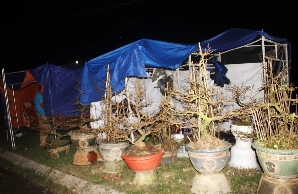 Chủ mai Bình Định “đổ bộ” QL1 chong đèn, dựng lều chào bán mai tết sớm ảnh 6