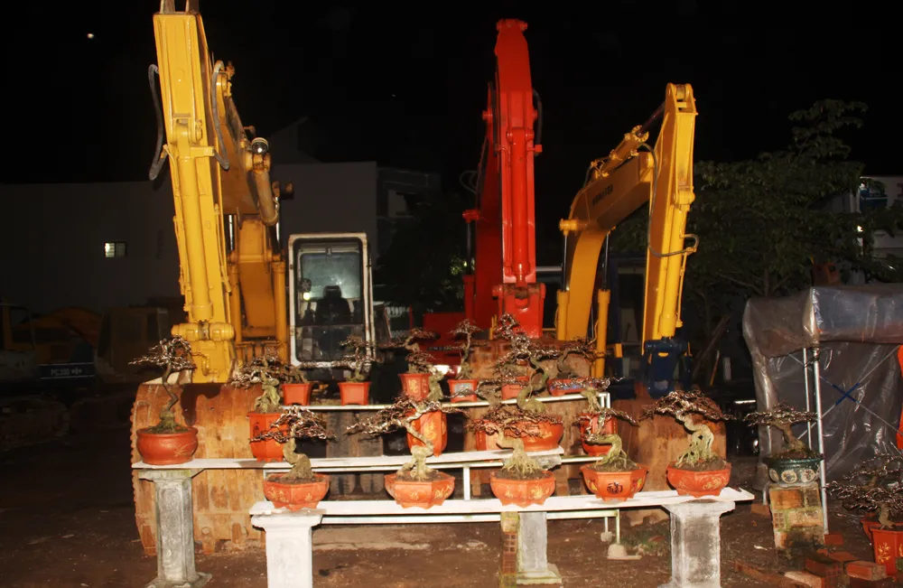 Chủ mai Bình Định “đổ bộ” QL1 chong đèn, dựng lều chào bán mai tết sớm ảnh 8