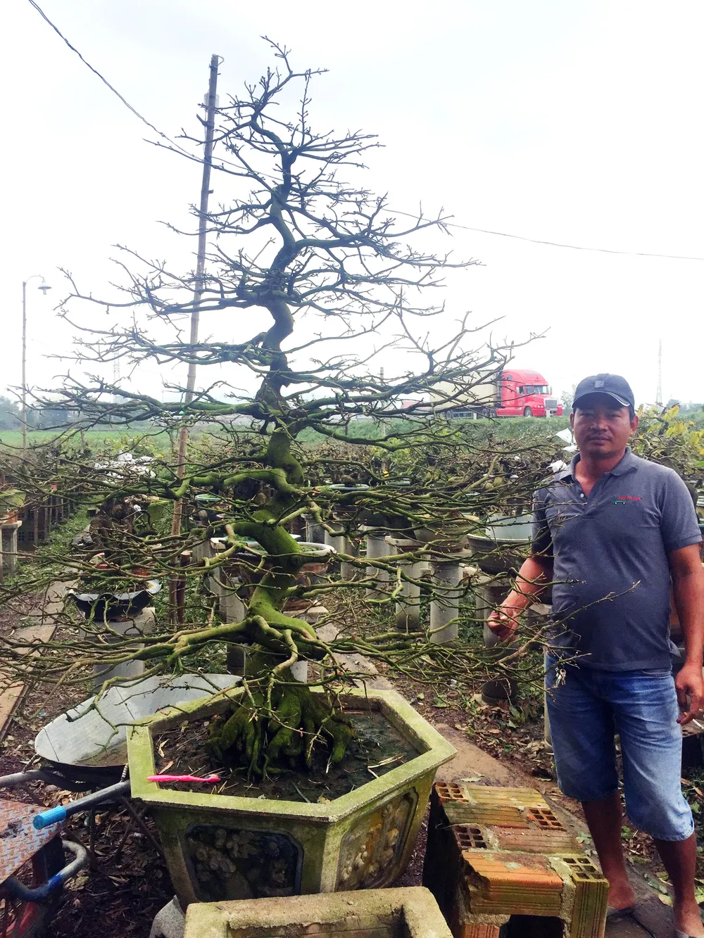 Chủ mai Bình Định “đổ bộ” QL1 chong đèn, dựng lều chào bán mai tết sớm ảnh 5