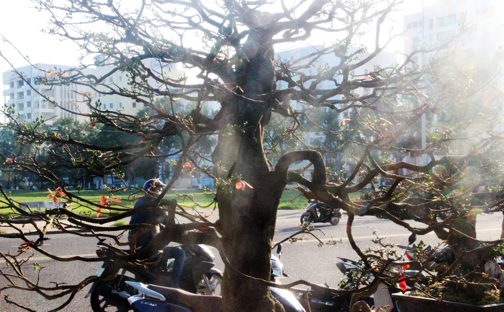 Xuất hiện nhiều mai bonsai cổ thụ bày bán dịp Tết  ảnh 7