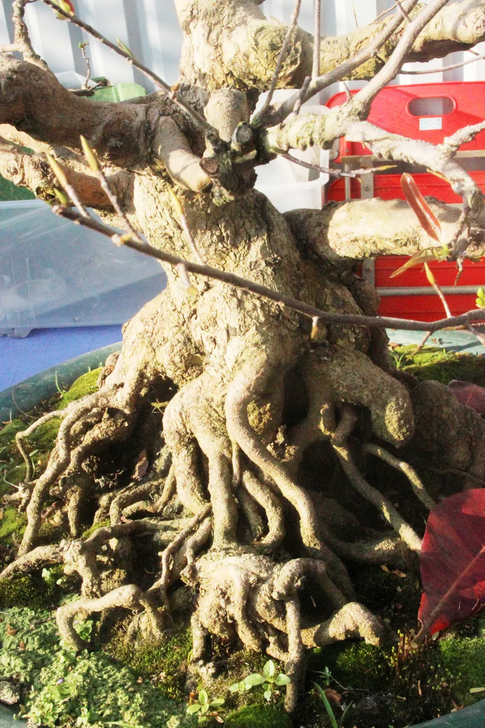 Xuất hiện nhiều mai bonsai cổ thụ bày bán dịp Tết  ảnh 5