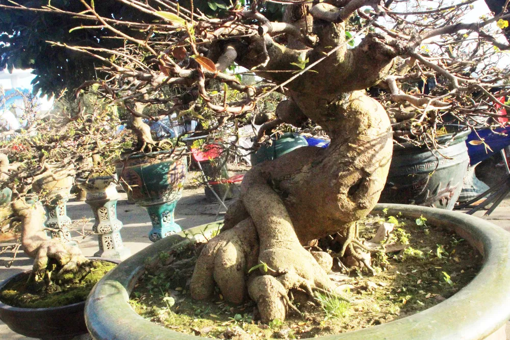 Xuất hiện nhiều mai bonsai cổ thụ bày bán dịp Tết  ảnh 8