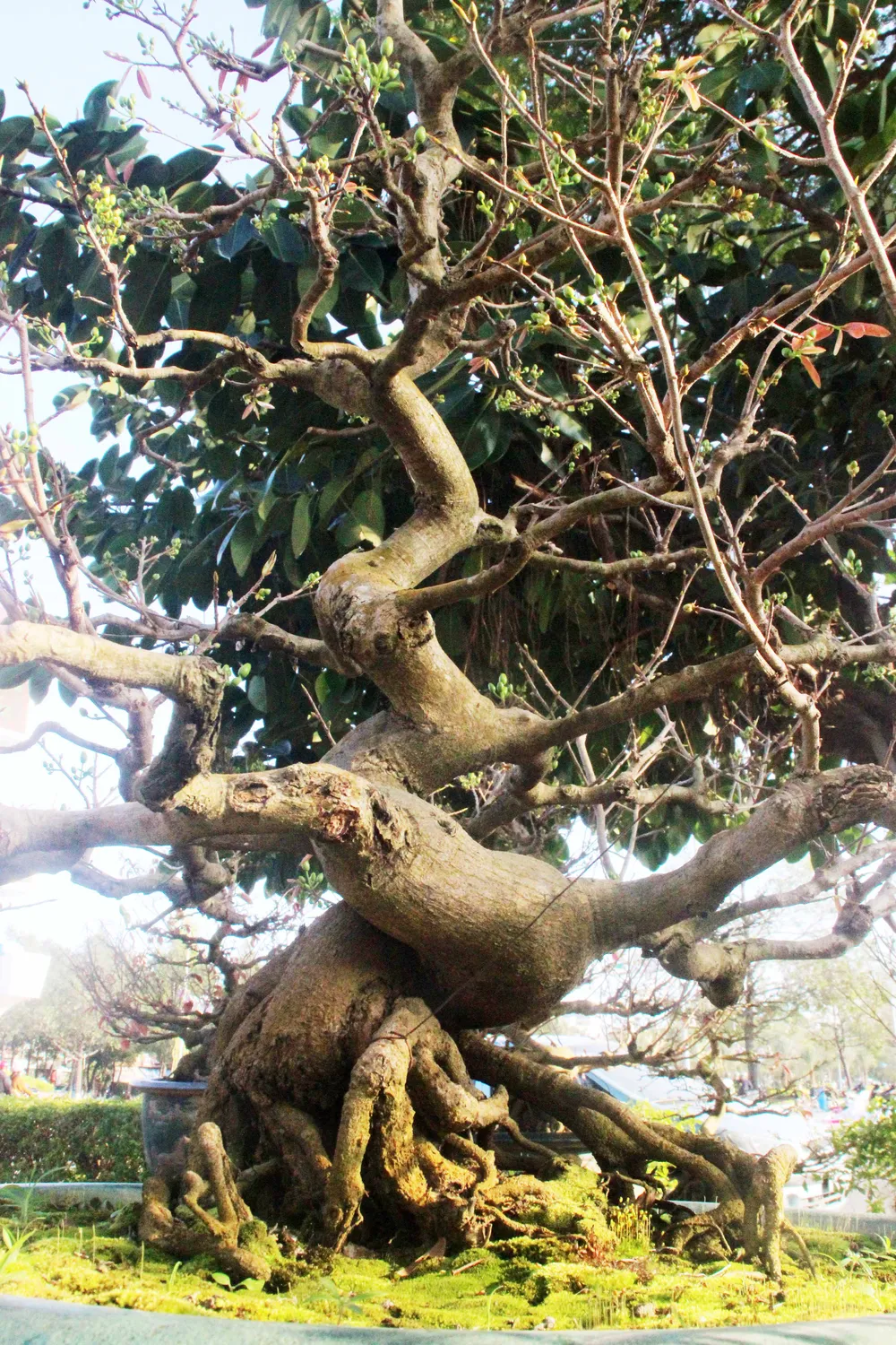 Xuất hiện nhiều mai bonsai cổ thụ bày bán dịp Tết  ảnh 9