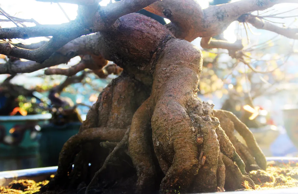 Xuất hiện nhiều mai bonsai cổ thụ bày bán dịp Tết  ảnh 10