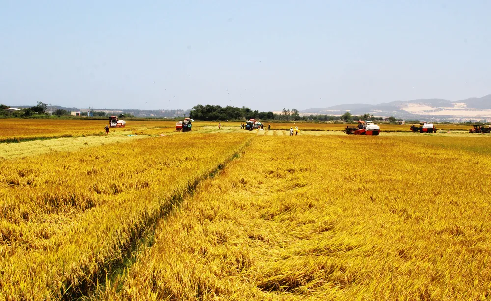 “Chợ rơm” giữa đồng ảnh 7