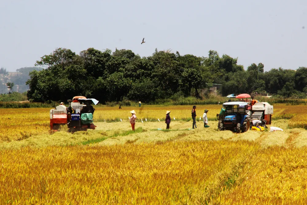 “Chợ rơm” giữa đồng ảnh 8