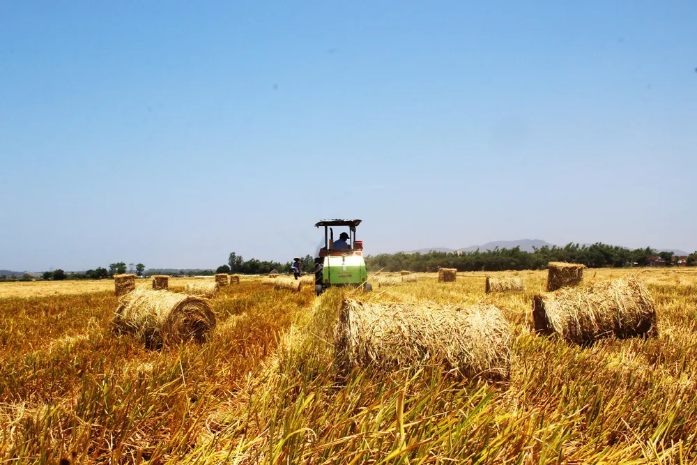 “Chợ rơm” giữa đồng ảnh 5