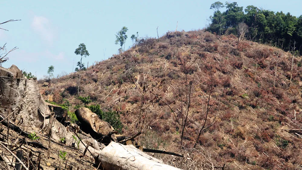 Hoãn xét xử “đại án” phá rừng quy mô lớn nhất Bình Định ảnh 1