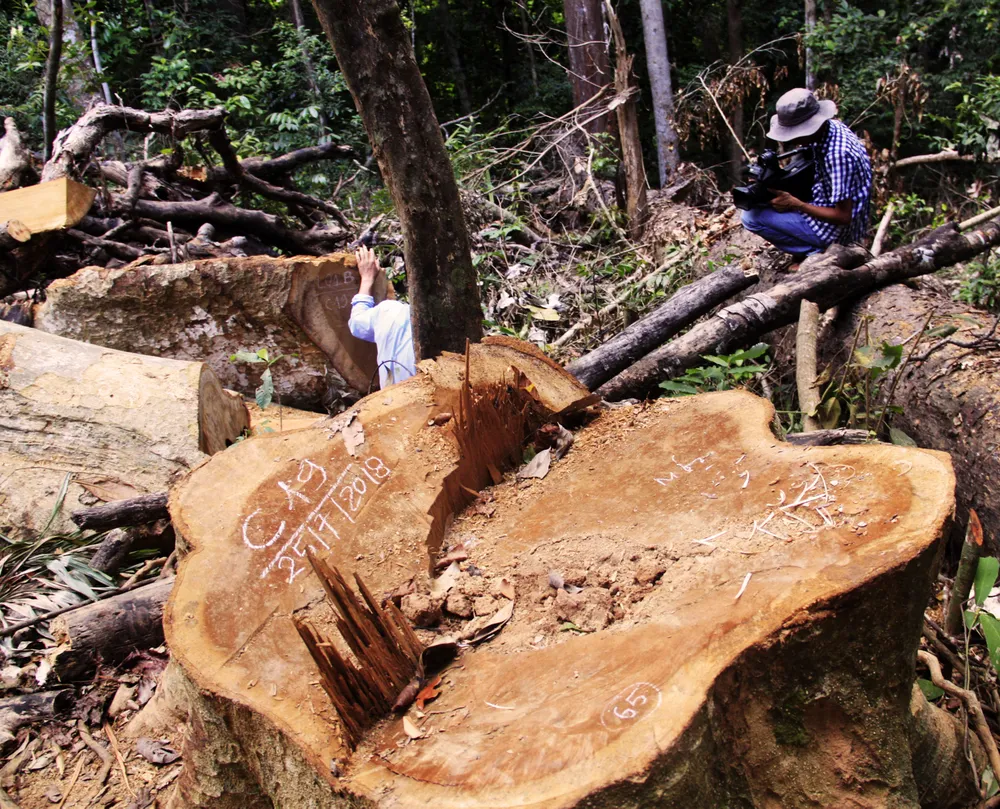 Cận cảnh “xẻ thịt” rừng phòng hộ Vĩnh Thạnh  ảnh 23