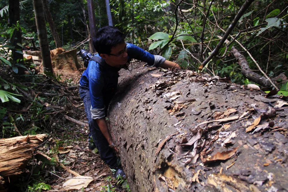 Cận cảnh “xẻ thịt” rừng phòng hộ Vĩnh Thạnh  ảnh 24