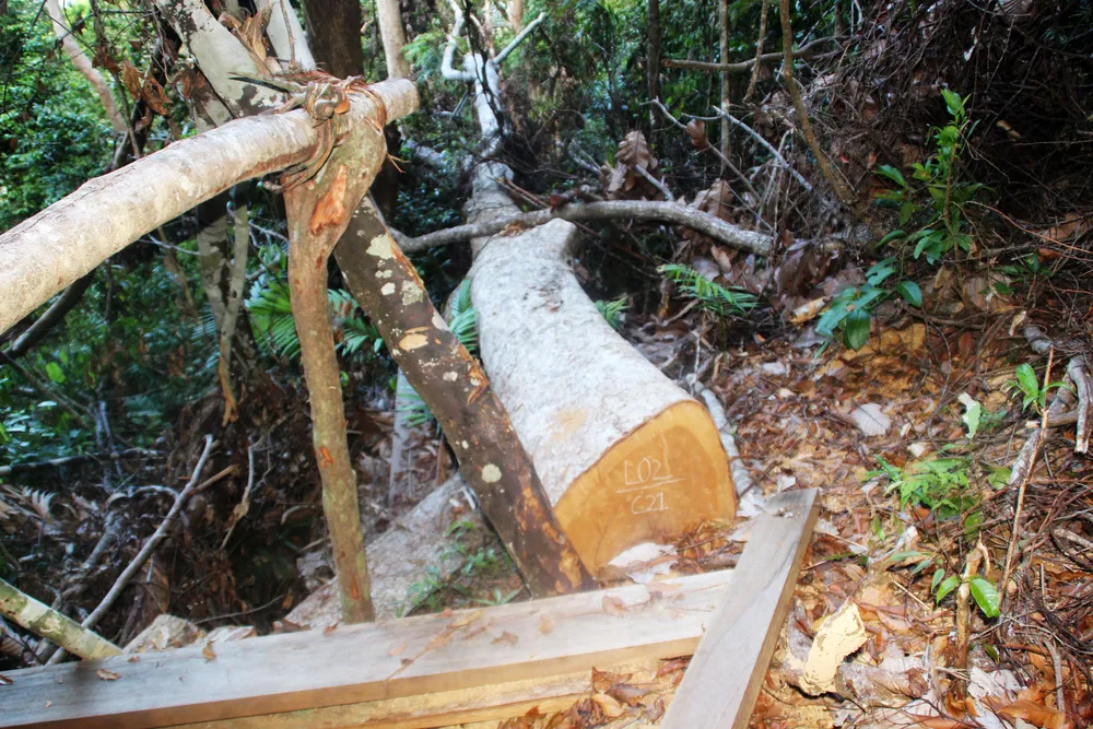 Cận cảnh “xẻ thịt” rừng phòng hộ Vĩnh Thạnh  ảnh 9