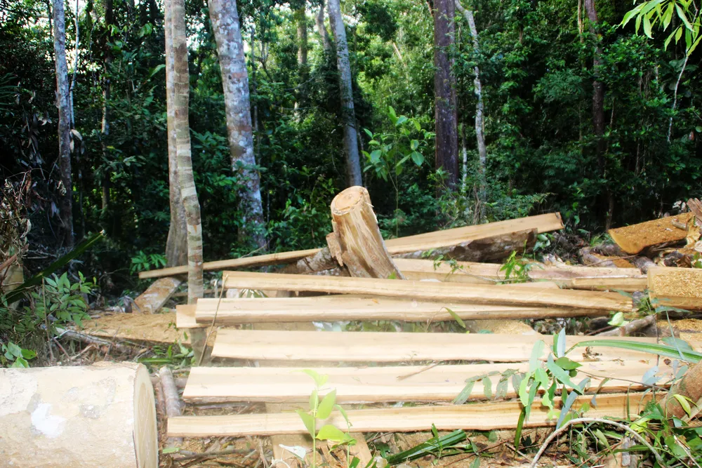 Cận cảnh “xẻ thịt” rừng phòng hộ Vĩnh Thạnh  ảnh 10