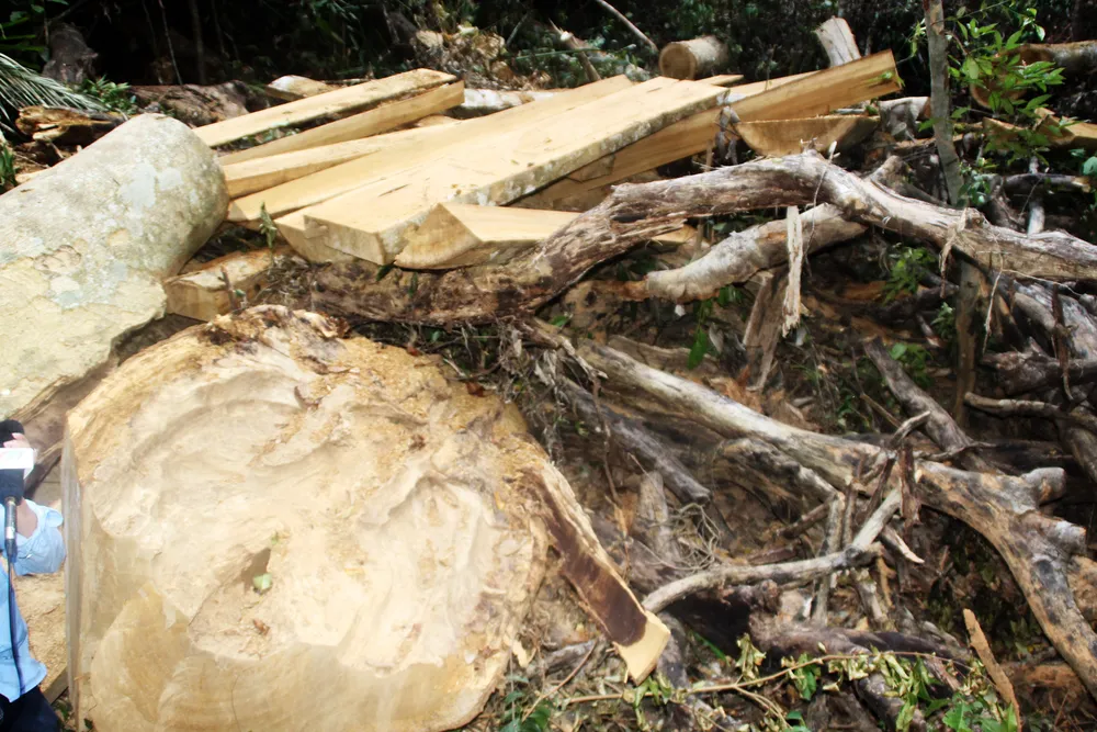 Cận cảnh “xẻ thịt” rừng phòng hộ Vĩnh Thạnh  ảnh 14