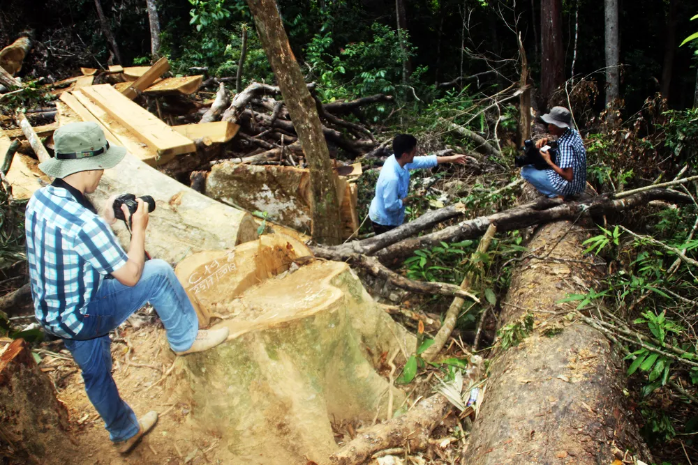 Xem xét kỷ luật cán bộ, lãnh đạo để lâm tặc "xẻ thịt" rừng phòng hộ  ảnh 3