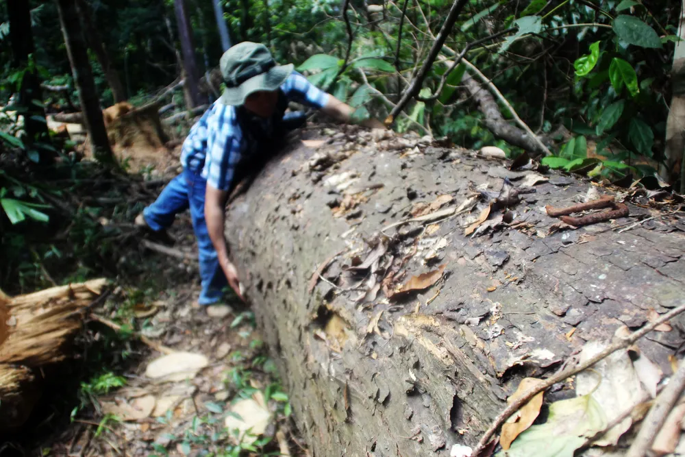 Cận cảnh “xẻ thịt” rừng phòng hộ Vĩnh Thạnh  ảnh 15