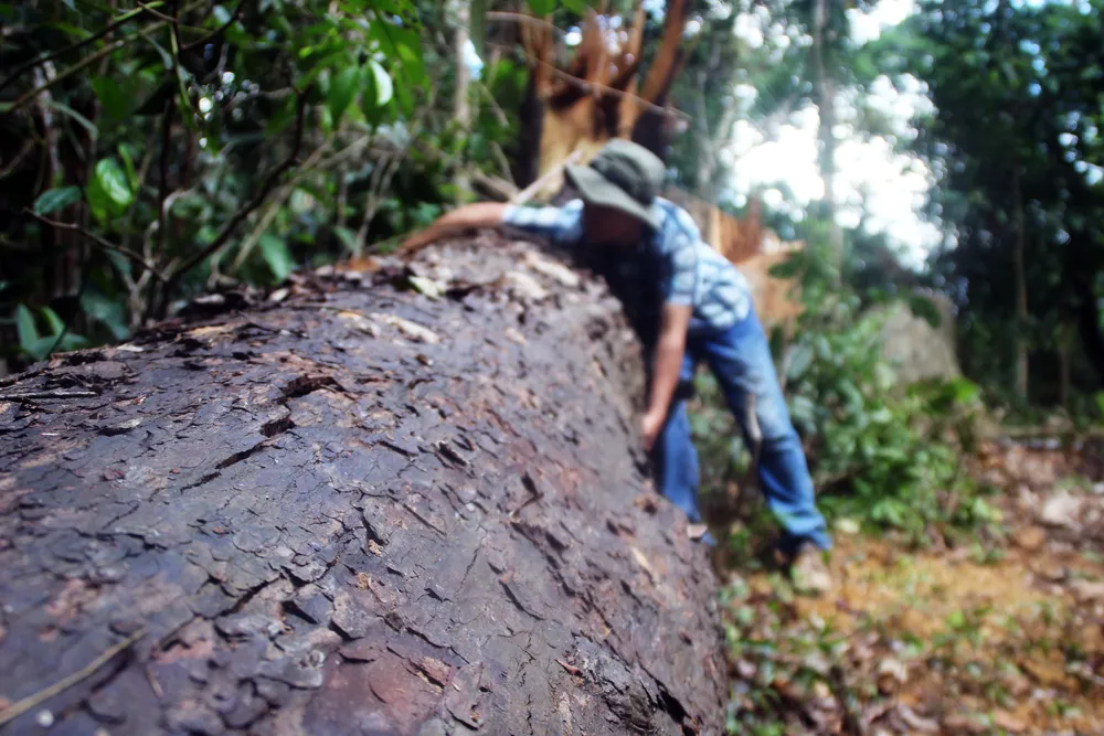 Cận cảnh “xẻ thịt” rừng phòng hộ Vĩnh Thạnh  ảnh 16