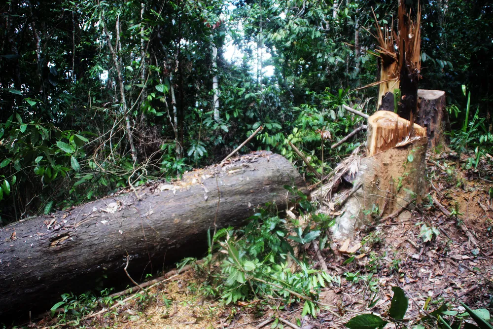 Cận cảnh “xẻ thịt” rừng phòng hộ Vĩnh Thạnh  ảnh 18