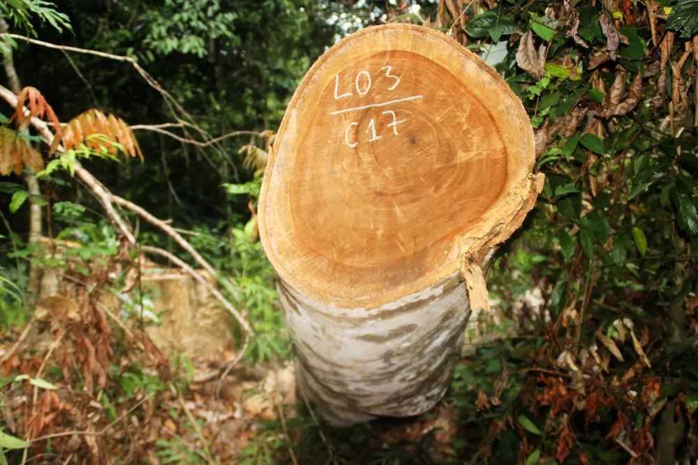 Cận cảnh “xẻ thịt” rừng phòng hộ Vĩnh Thạnh  ảnh 20